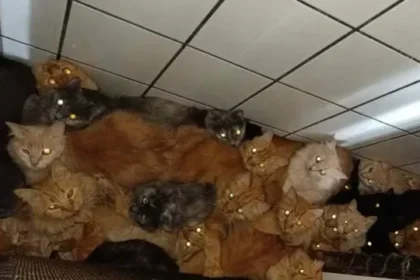 mais-de-400-gatos-doentes-sao-encontrados-em-apartamento-em-sc