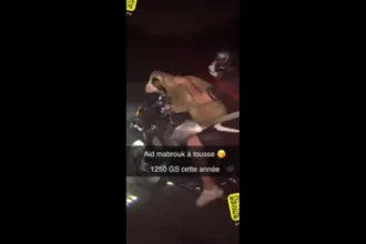 homem-e-filmado-transportando-ovelha-em-moto-na-franca;-video