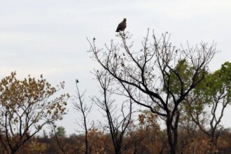novas-tecnologias-ajudam-brigadistas-a-proteger-o-cerrado-de-incendios