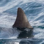 mulher-perde-uma-perna-apos-ser-mordida-por-tubarao-em-praia-de-boa-viagem,-no-recife