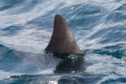 mulher-perde-uma-perna-apos-ser-mordida-por-tubarao-em-praia-de-boa-viagem,-no-recife