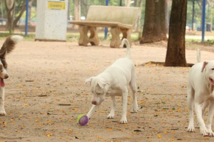 lei-torna-crime-exercicio-ilegal-da-medicina-veterinaria 