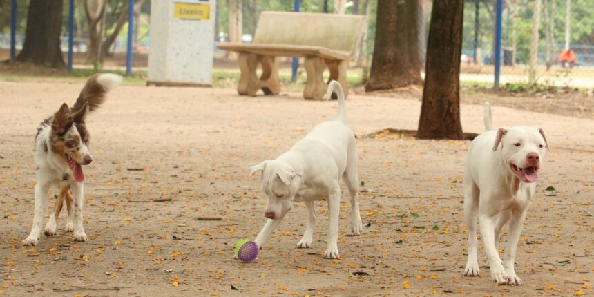 lei-torna-crime-exercicio-ilegal-da-medicina-veterinaria 