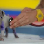 lei-torna-crime-exercicio-ilegal-da-medicina-veterinaria 