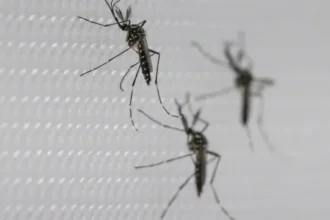 sus-suspende-uso-de-vacina-da-dengue-do-butantan-apos-reacoes-adversas