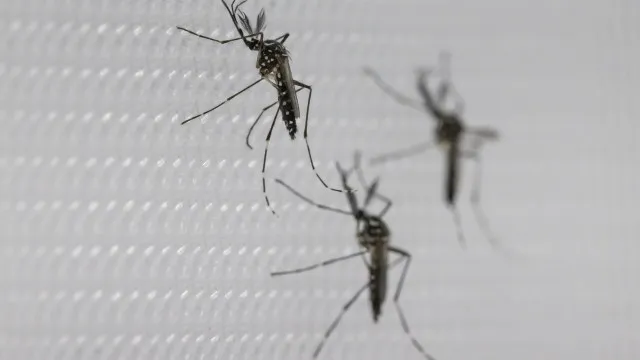 sus-suspende-uso-de-vacina-da-dengue-do-butantan-apos-reacoes-adversas