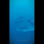 tubarao-branco-e-filmado-no-mediterraneo-sao-as-1.a-imagens-subaquaticas
