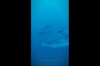 tubarao-branco-e-filmado-no-mediterraneo-sao-as-1.a-imagens-subaquaticas