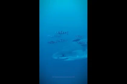 tubarao-branco-e-filmado-no-mediterraneo-sao-as-1.a-imagens-subaquaticas