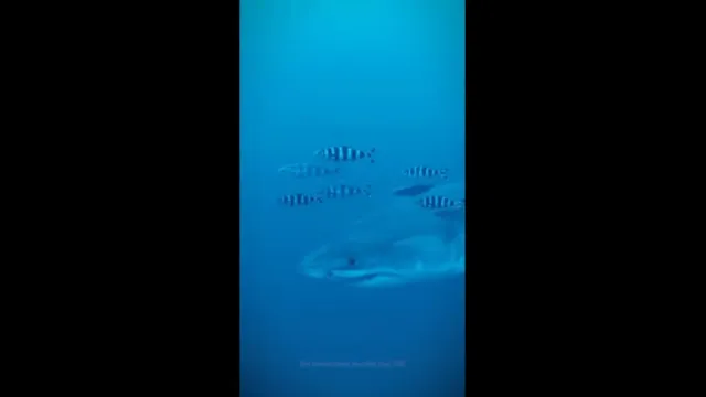tubarao-branco-e-filmado-no-mediterraneo-sao-as-1.a-imagens-subaquaticas