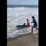 homem-pesca-tubarao-branco-e-devolve-o-ao-mar;-video