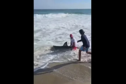 homem-pesca-tubarao-branco-e-devolve-o-ao-mar;-video
