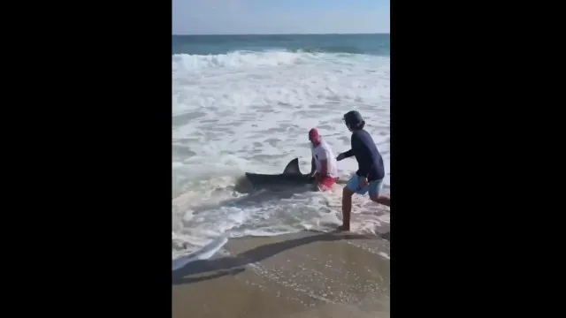 homem-pesca-tubarao-branco-e-devolve-o-ao-mar;-video