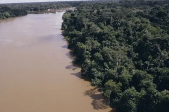 desmatamento-na-amazonia-cai-61,4%-em-maio-de-2026