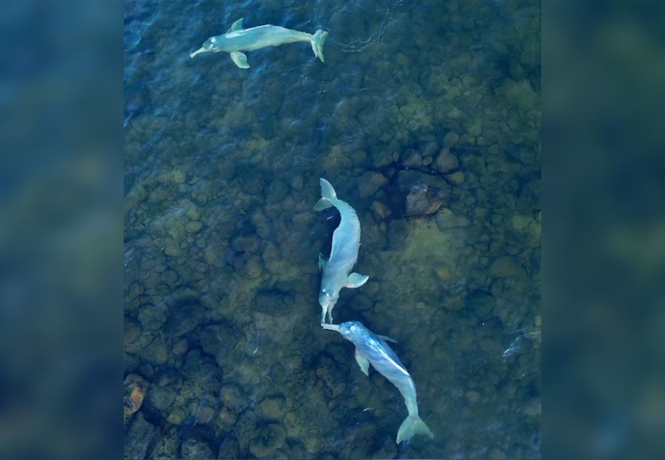 botos-sao-filmados-em-‘cena-de-namoro’-em-aguas-cristalinas-no-tocantins;