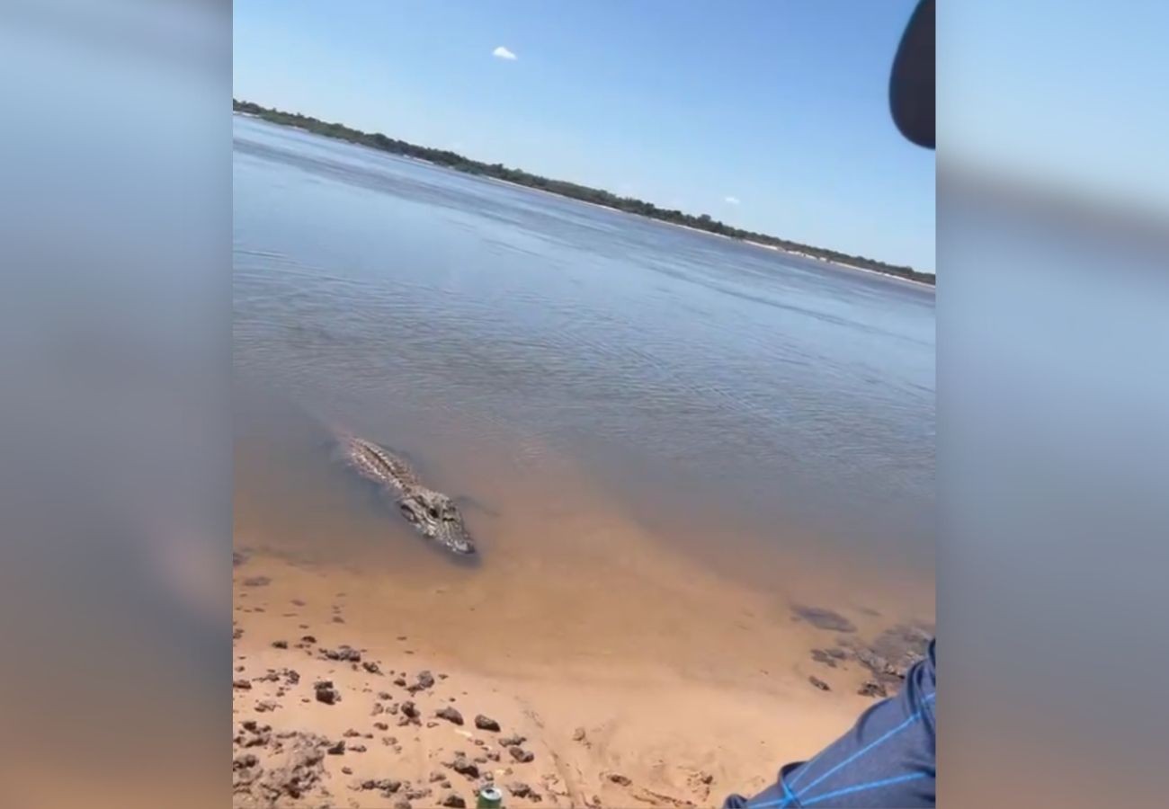 biologa-explica-comportamento-de-jacare-acu-‘joaozinho’,-atraido-com-peixes-no-to