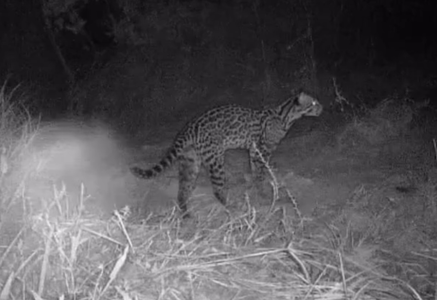 ciclista-que-faz-trilhas-e-monitora-animais-com-cameras-no-cerrado-viraliza-com-s-noturnos