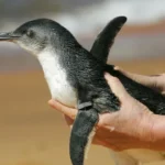 em-dois-meses,-796-pinguins-sao-encontrados-mortos-nas-praias-de-florianopolis