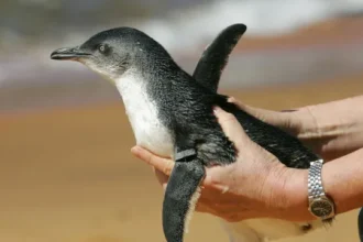 em-dois-meses,-796-pinguins-sao-encontrados-mortos-nas-praias-de-florianopolis