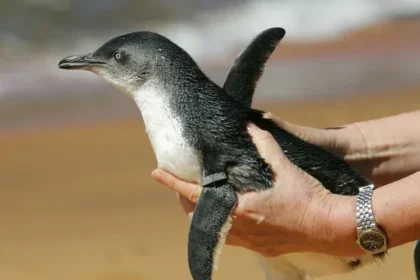 em-dois-meses,-796-pinguins-sao-encontrados-mortos-nas-praias-de-florianopolis