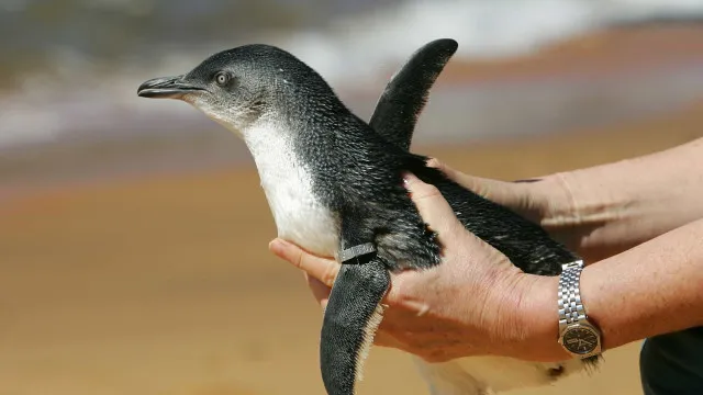 em-dois-meses,-796-pinguins-sao-encontrados-mortos-nas-praias-de-florianopolis