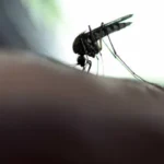 novo-caso-de-febre-amarela-e-registrado-em-lagoinha,-interior-de-sp