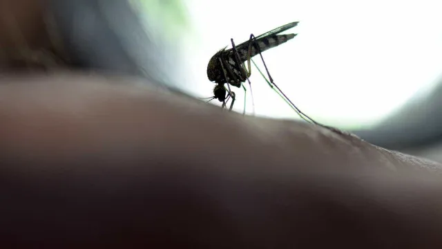 novo-caso-de-febre-amarela-e-registrado-em-lagoinha,-interior-de-sp