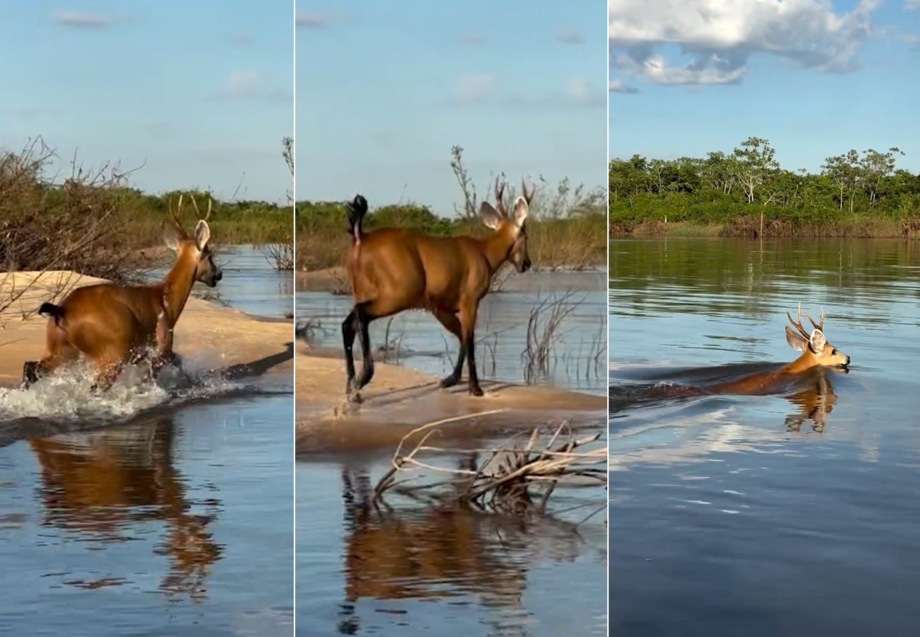 voce-ja-viu-um-cervo-nadar?-animal-e-flagrado-atravessando-o-rio-araguaia-no-tocantins;-veja