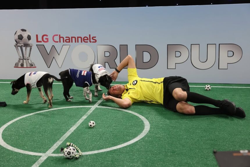 copa-do-mundo-de-filhotes-tem-ex-jogador-como-arbitro-e-ate-adocao-por-supermodelo-nos-bastidores