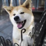 o-ranking-das-racas-de-cachorros-mais-inteligentes-do-mundo