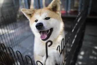 o-ranking-das-racas-de-cachorros-mais-inteligentes-do-mundo