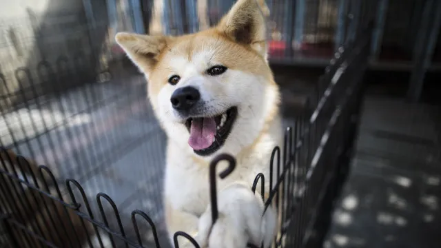 o-ranking-das-racas-de-cachorros-mais-inteligentes-do-mundo