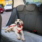 ferias-com-pets-exigem-planejamento-para-garantir-conforto-e-seguranca-durante-a-viagem
