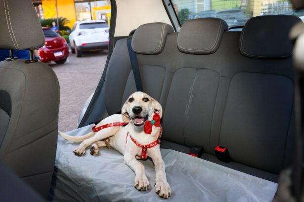ferias-com-pets-exigem-planejamento-para-garantir-conforto-e-seguranca-durante-a-viagem