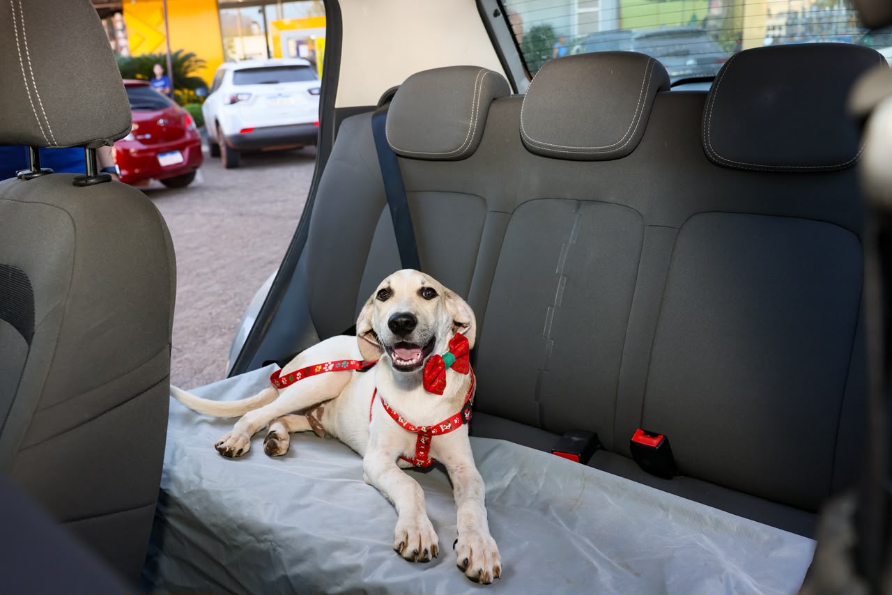 ferias-com-pets-exigem-planejamento-para-garantir-conforto-e-seguranca-durante-a-viagem