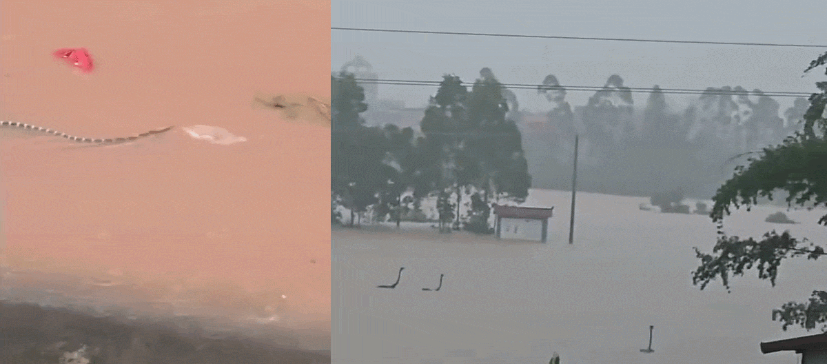 equipes-de-resgate-buscam-centenas-de-cobras-venenosas-que-escaparam-durante-inundacao-na-china