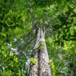 amazonia-tem-menor-area-sob-alerta-de-desmatamento-em-10-anos