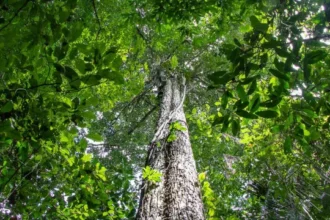 amazonia-tem-menor-area-sob-alerta-de-desmatamento-em-10-anos