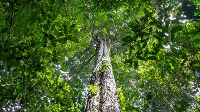 amazonia-tem-menor-area-sob-alerta-de-desmatamento-em-10-anos