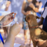 julho-dourado-reforca-cuidados-com-a-saude-animal-e-a-prevencao-de-zoonoses