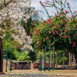 florada-dos-ipes-transforma-o-parque-cimba-em-cenario-de-contemplacao-e-fotografia