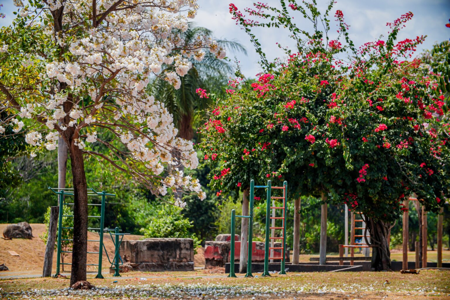 florada-dos-ipes-transforma-o-parque-cimba-em-cenario-de-contemplacao-e-fotografia