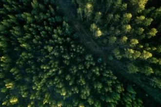como-e-o-projeto,-aprovado-no-congresso,-que-reduz-em-37%-protecao-de-floresta-na-amazonia