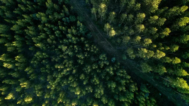 como-e-o-projeto,-aprovado-no-congresso,-que-reduz-em-37%-protecao-de-floresta-na-amazonia
