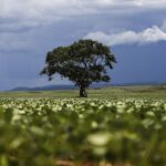 credito-rural-financiou-r$-92,4-bi-em-areas-com-alertas-ambientais