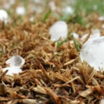 tempestades-e-granizo-continuam-no-rio-grande-do-sul