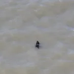 cao-desaparecido-ha-semanas-e-resgatado-enquanto-nadava-nos-eua;-veja