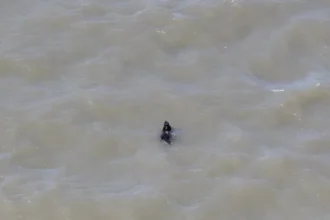 cao-desaparecido-ha-semanas-e-resgatado-enquanto-nadava-nos-eua;-veja
