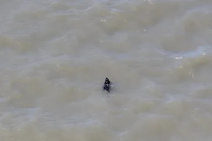 cao-desaparecido-ha-semanas-e-resgatado-enquanto-nadava-nos-eua;-veja