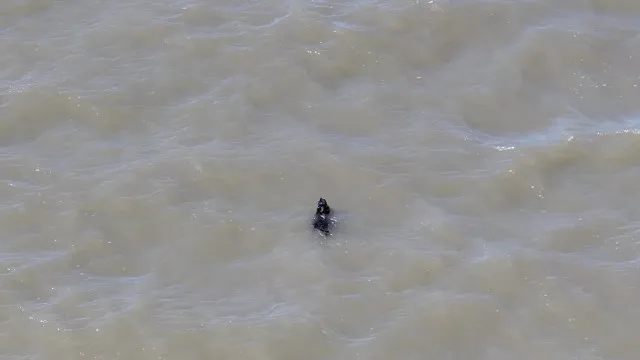 cao-desaparecido-ha-semanas-e-resgatado-enquanto-nadava-nos-eua;-veja